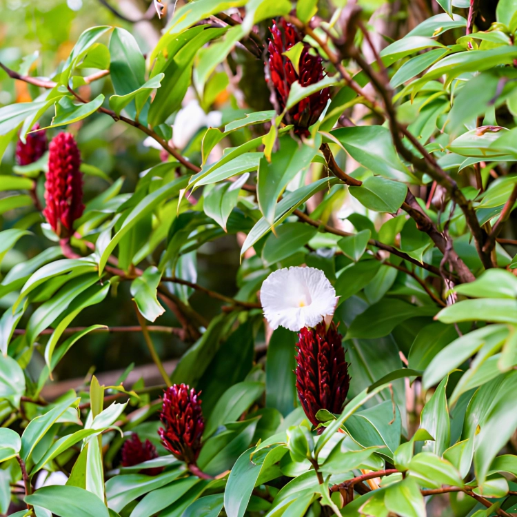 Nasiona-Imbirowca-Krepowanego-Hellenia-Speciosa (1).png