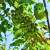 Nasiona-Mini-Kiwi-Actinidia-Arguta (6).png
