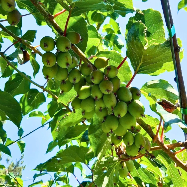 Nasiona-Mini-Kiwi-Actinidia-Arguta (6).png