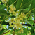 Nasiona-Mini-Kiwi-Actinidia-Arguta (5).png