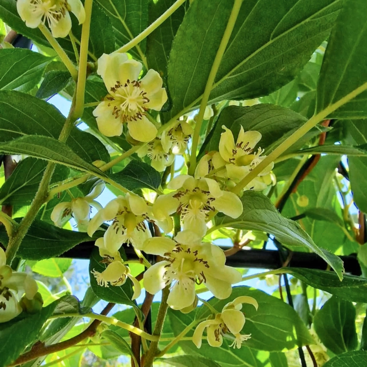 Nasiona-Mini-Kiwi-Actinidia-Arguta (5).png