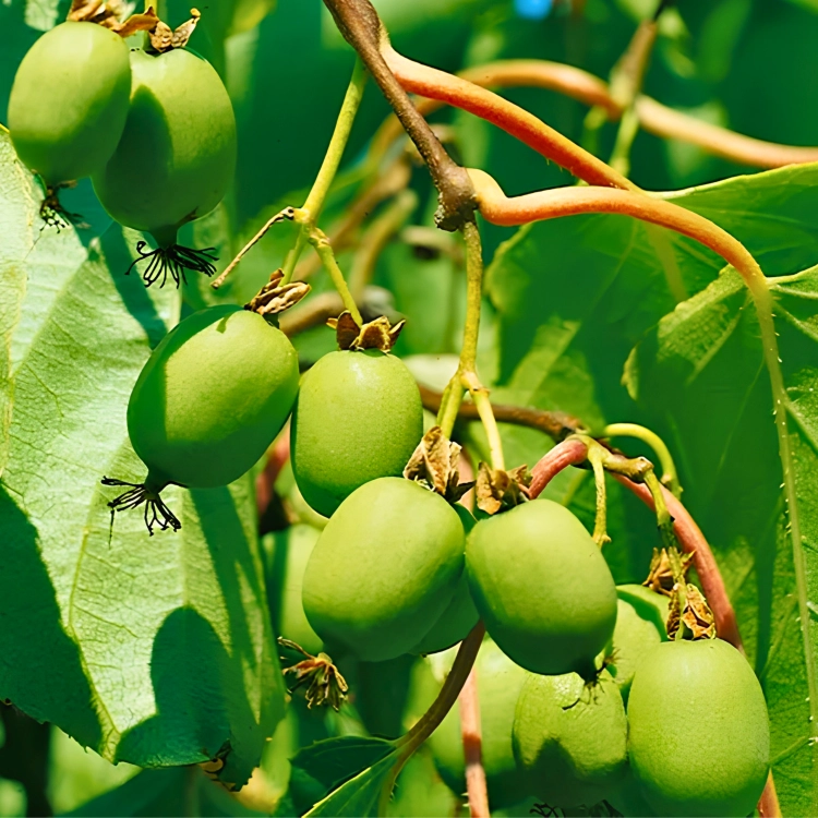 Nasiona-Mini-Kiwi-Actinidia-Arguta (4).png