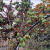 Nasiona-Mini-Kiwi-Actinidia-Arguta (3).png
