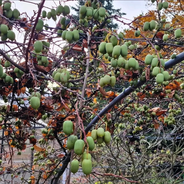 Nasiona-Mini-Kiwi-Actinidia-Arguta (3).png
