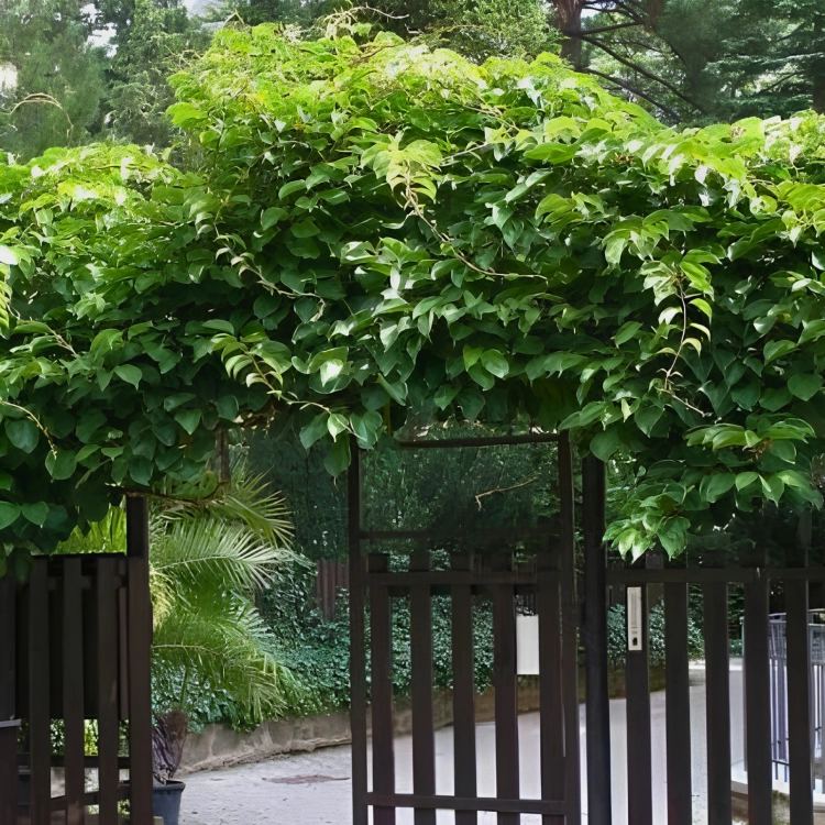 Nasiona-Mini-Kiwi-Actinidia-Arguta (2).png