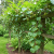 Nasiona-Mini-Kiwi-Actinidia-Arguta (1).png