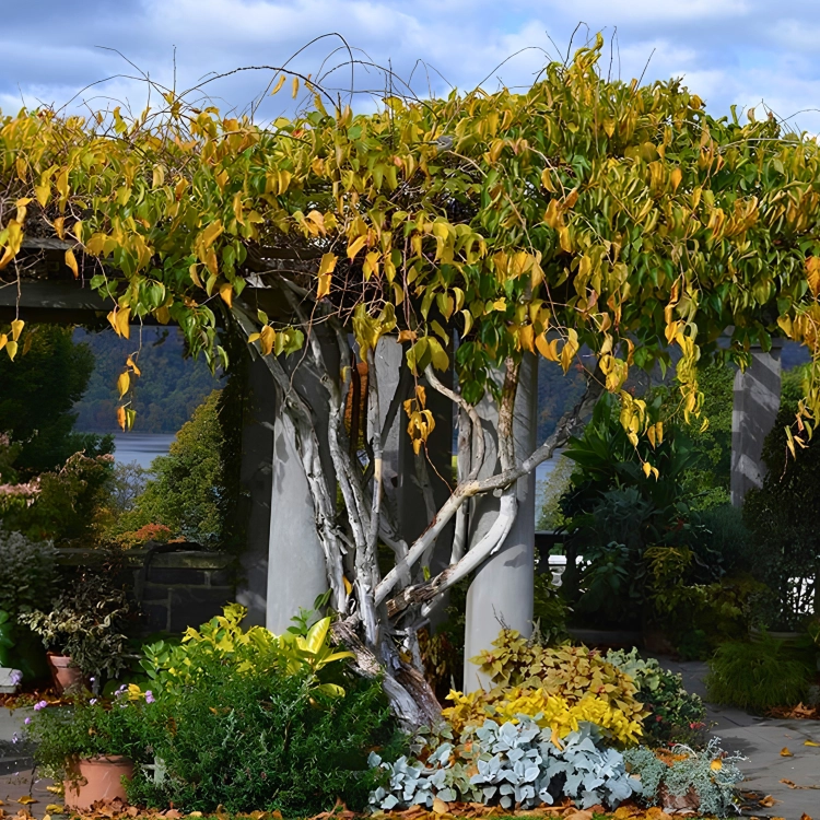 Nasiona-Mini-Kiwi-Actinidia-Arguta.png