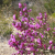 Nasiona-Gomfolobium-Szorstkiego-Gompholobium-Scabrum (3).png