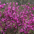Nasiona-Gomfolobium-Szorstkiego-Gompholobium-Scabrum.png
