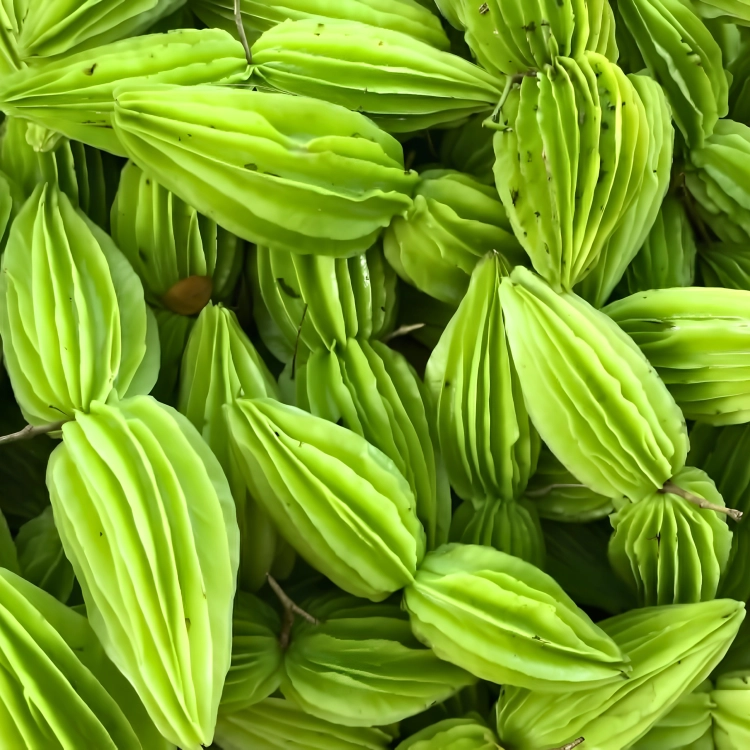 Nasiona-Albicji-Myriophylla-Albizia-Myriophylla (3).png