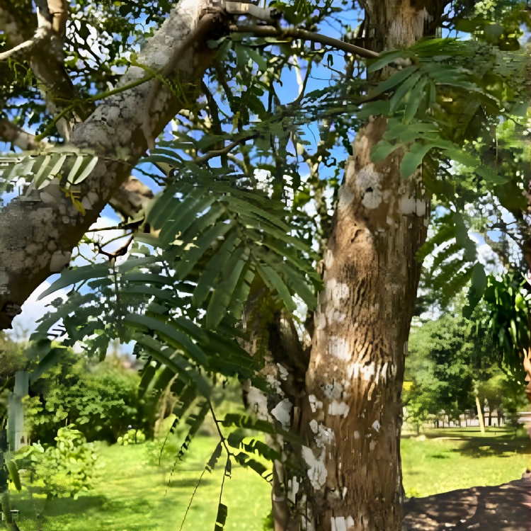 Nasiona-Albicji-Myriophylla-Albizia-Myriophylla (2).png