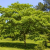Nasiona-Albicji-Myriophylla-Albizia-Myriophylla (1).png