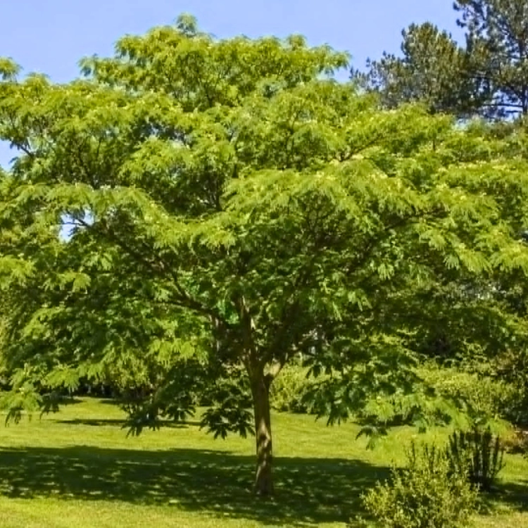 Nasiona-Albicji-Myriophylla-Albizia-Myriophylla (1).png