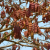 Nasiona-Albicji-Różnobarwnej-Albizia-Versicolor (4).png