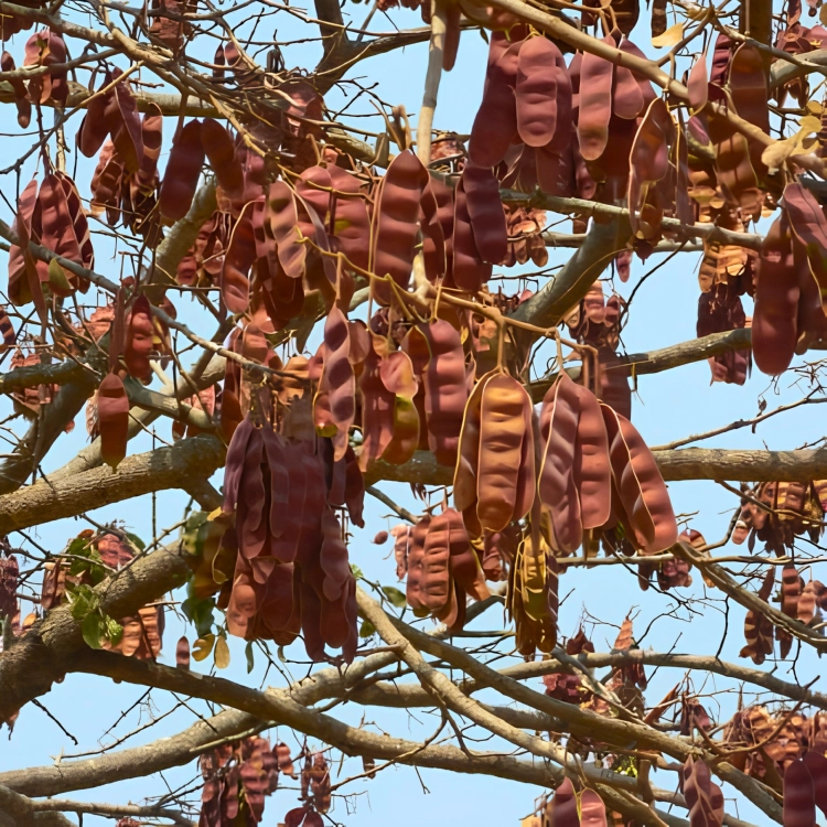 Nasiona-Albicji-Różnobarwnej-Albizia-Versicolor (4).png