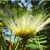 Nasiona-Albicji-Różnobarwnej-Albizia-Versicolor (3).png