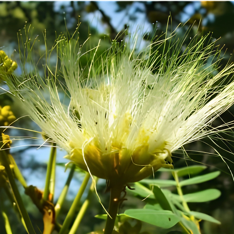 Nasiona-Albicji-Różnobarwnej-Albizia-Versicolor (3).png