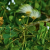 Nasiona-Albicji-Różnobarwnej-Albizia-Versicolor (2).png