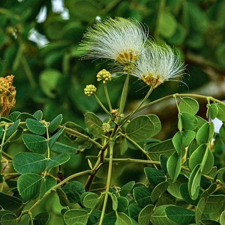 Nasiona-Albicji-Różnobarwnej-Albizia-Versicolor (2).png