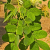 Nasiona-Albicji-Różnobarwnej-Albizia-Versicolor (1).png