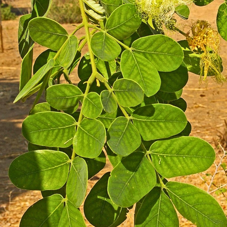 Nasiona-Albicji-Różnobarwnej-Albizia-Versicolor (1).png