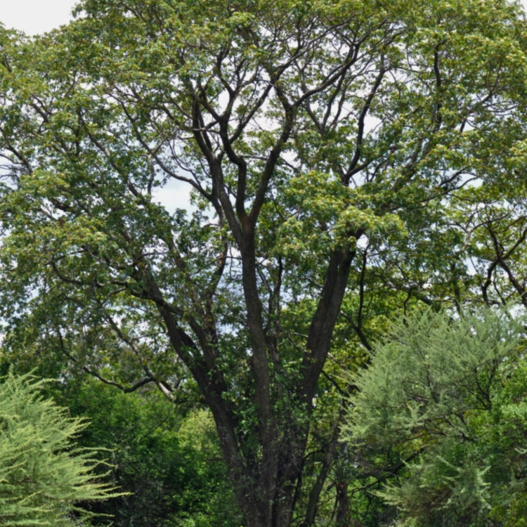 Nasiona-Albicji-Różnobarwnej-Albizia-Versicolor.png