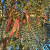 Nasiona-Albicji-Wysokiej-Albizia-Procera (6).png
