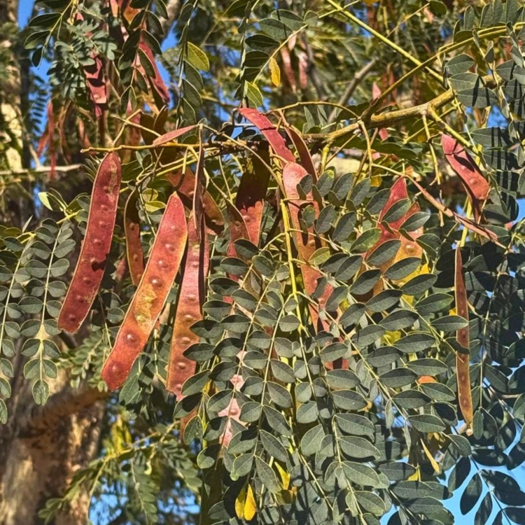Nasiona-Albicji-Wysokiej-Albizia-Procera (6).png