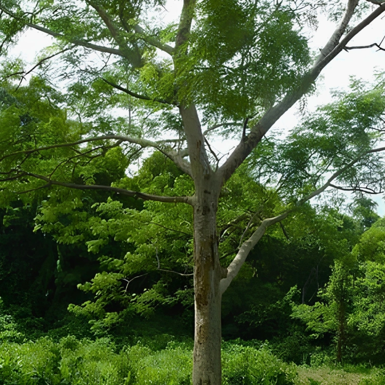 Nasiona-Albicji-Wysokiej-Albizia-Procera (5).png