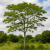 Nasiona-Albicji-Wysokiej-Albizia-Procera (4).png