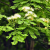 Nasiona-Albicji-Wysokiej-Albizia-Procera (3).png