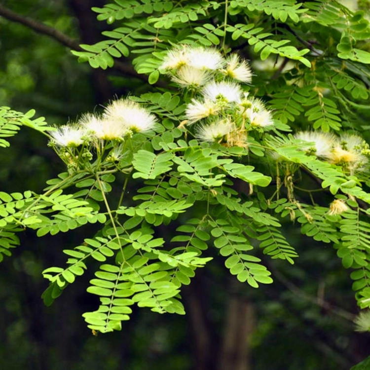 Nasiona-Albicji-Wysokiej-Albizia-Procera (3).png