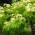 Nasiona-Albicji-Wysokiej-Albizia-Procera (2).png