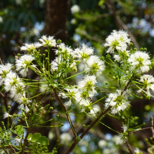 Nasiona-Albicji-Wysokiej-Albizia-Procera (1).png