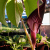 Nasiona-Arizemy-Okazałej-Arisaema-Speciosum (5).png