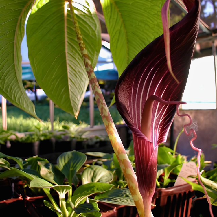 Nasiona-Arizemy-Okazałej-Arisaema-Speciosum (5).png