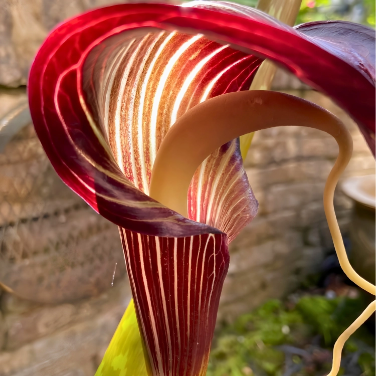 Nasiona-Arizemy-Okazałej-Arisaema-Speciosum (3).png
