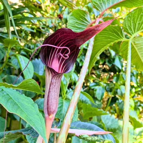 Nasiona-Arizemy-Okazałej-Arisaema-Speciosum (2).png