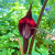 Nasiona-Arizemy-Okazałej-Arisaema-Speciosum (1).png