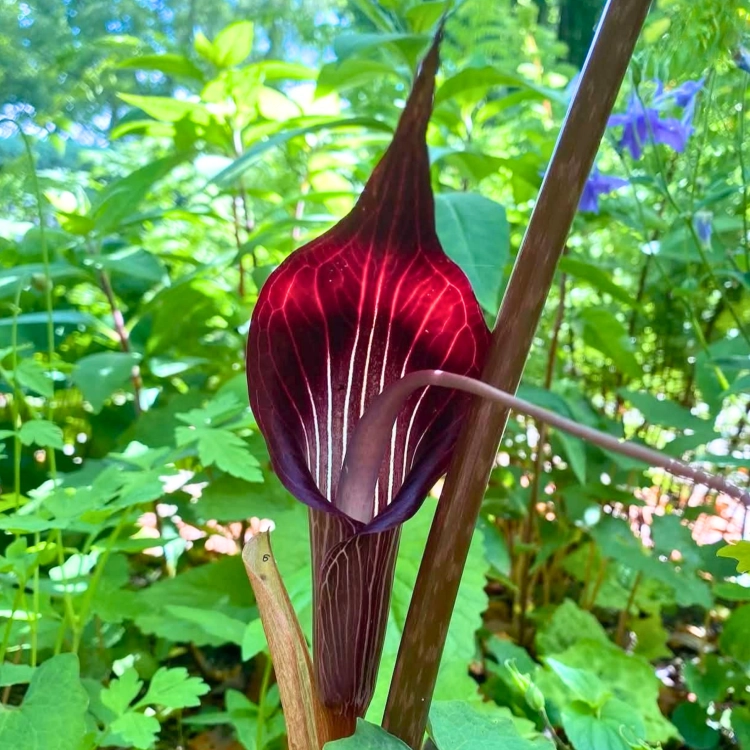 Nasiona-Arizemy-Okazałej-Arisaema-Speciosum (1).png