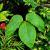 Nasiona-Arizemy-Okazałej-Arisaema-Speciosum.png
