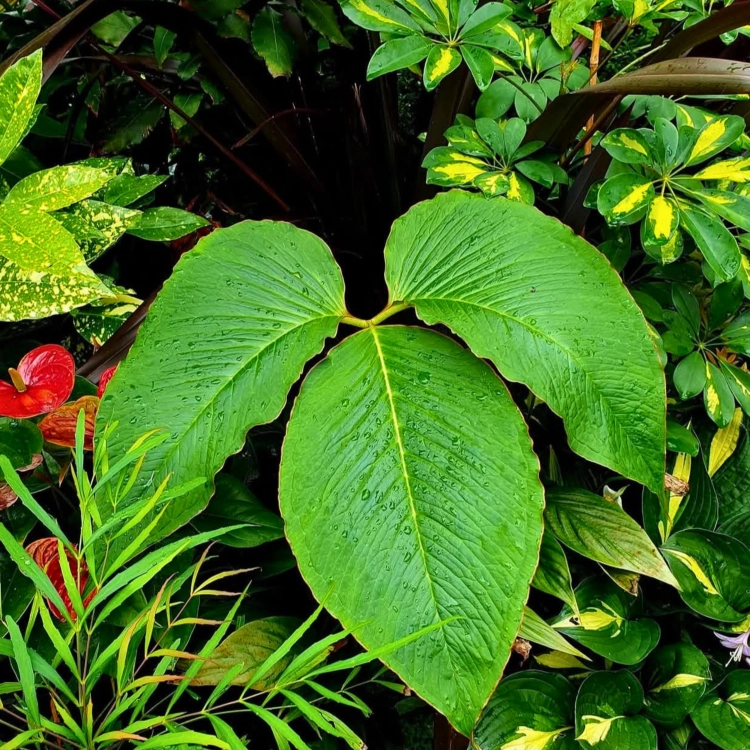 Nasiona-Arizemy-Okazałej-Arisaema-Speciosum.png