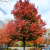 Nasiona-Klonu-Czerwonego-Acer-Rubrum (4).png