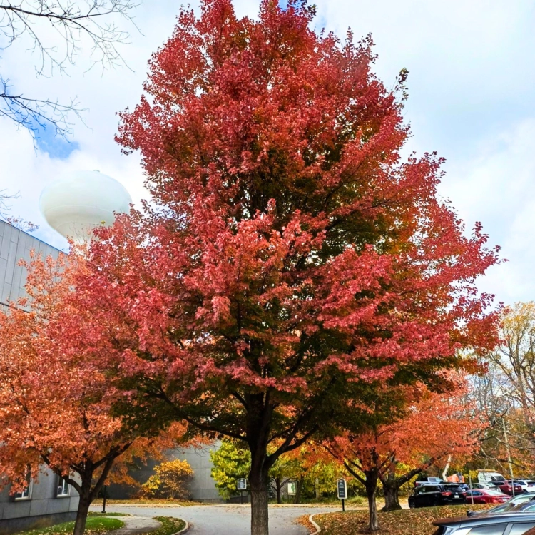 Nasiona-Klonu-Czerwonego-Acer-Rubrum (4).png