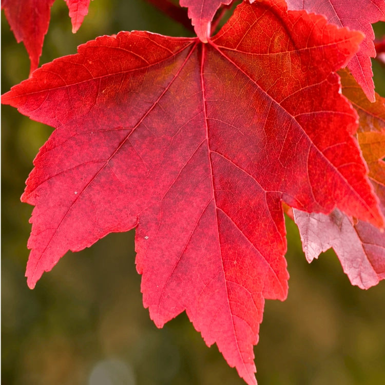 Nasiona-Klonu-Czerwonego-Acer-Rubrum (3).png