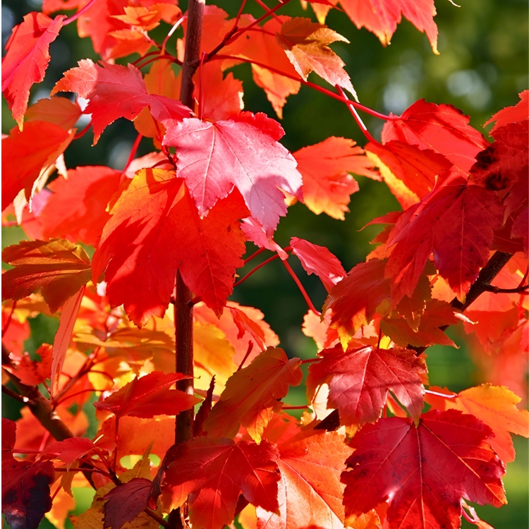 Nasiona-Klonu-Czerwonego-Acer-Rubrum (2).png