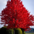 Nasiona-Klonu-Czerwonego-Acer-Rubrum (1).png