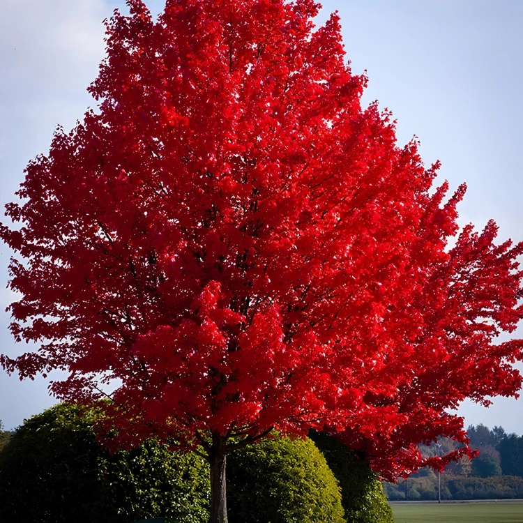 Nasiona-Klonu-Czerwonego-Acer-Rubrum (1).png