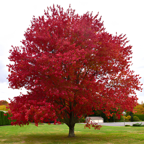 Nasiona-Klonu-Czerwonego-Acer-Rubrum.png