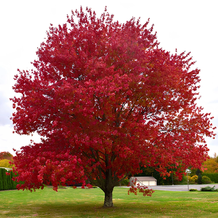 Nasiona-Klonu-Czerwonego-Acer-Rubrum.png